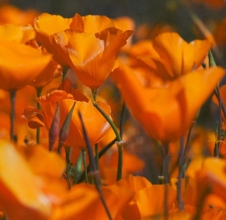 Arizona Superbloom