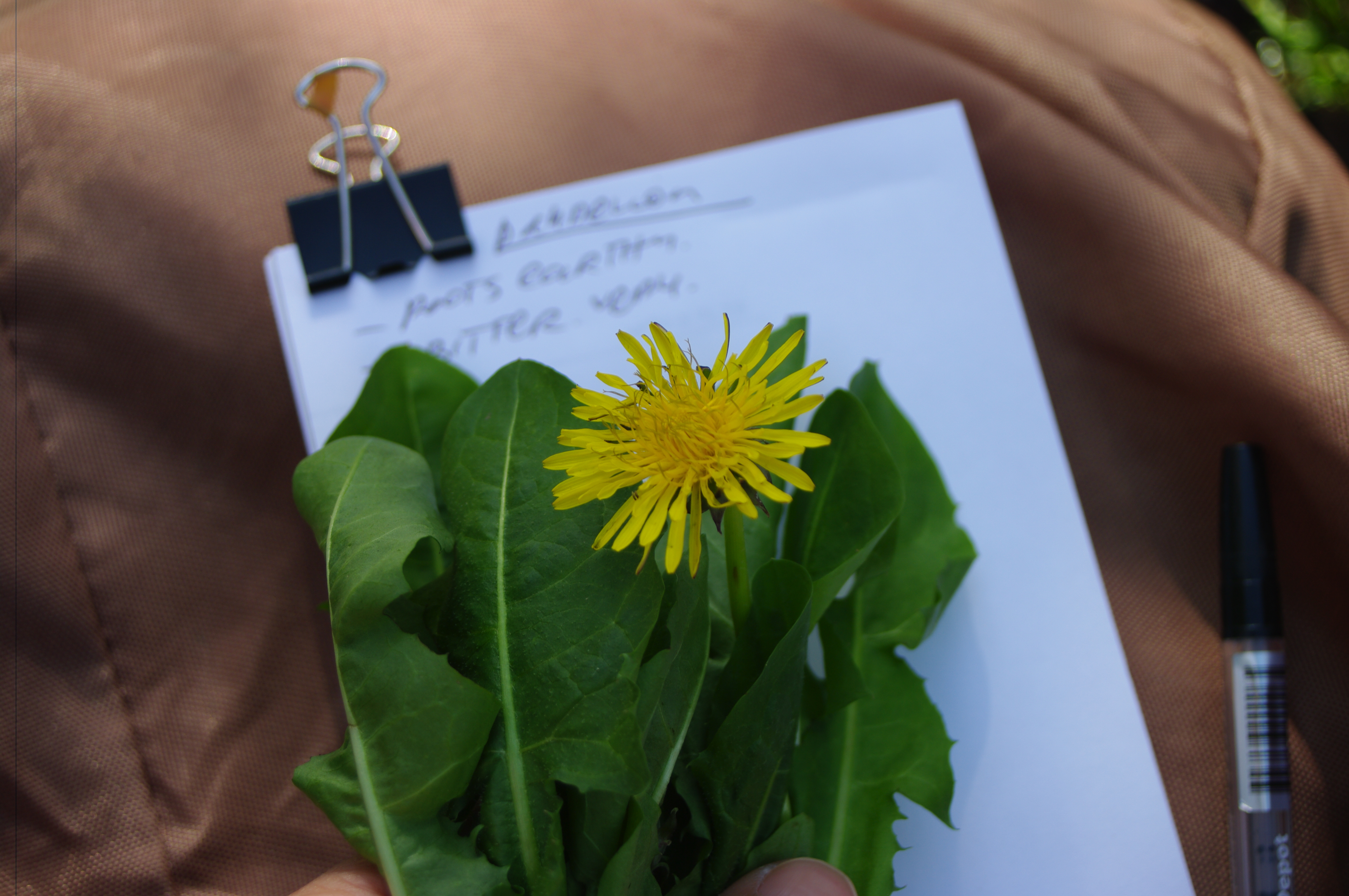 Wild Food and Medicine Walk - Spring Greens