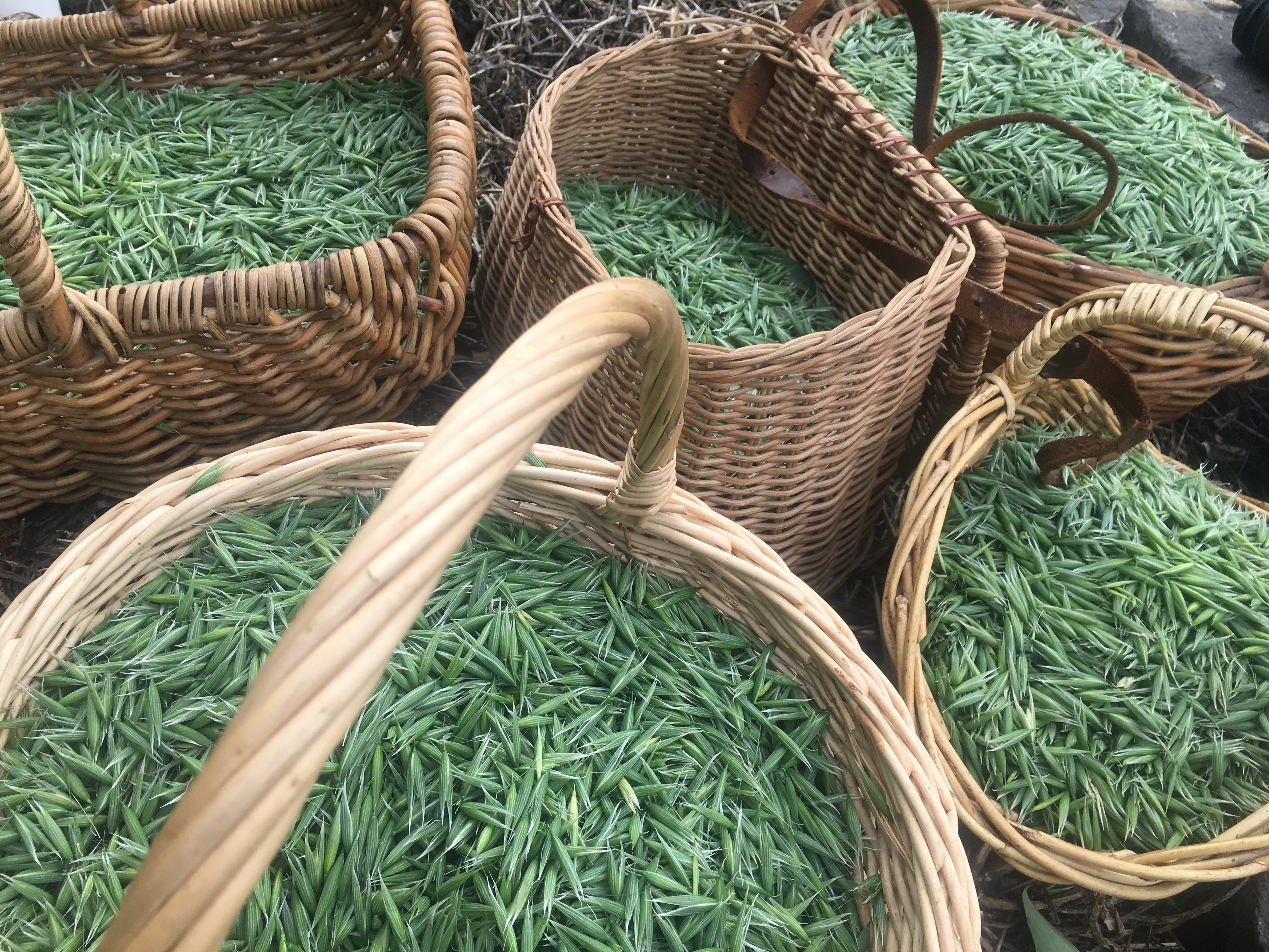 Wild Food and Medicine Walk - Face to Face!