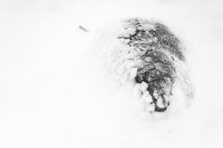 Couverture glaciale