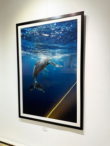 Underwater Mammals - Humpback Whales - Allegra Hutton - Framed Print by Bay Photo