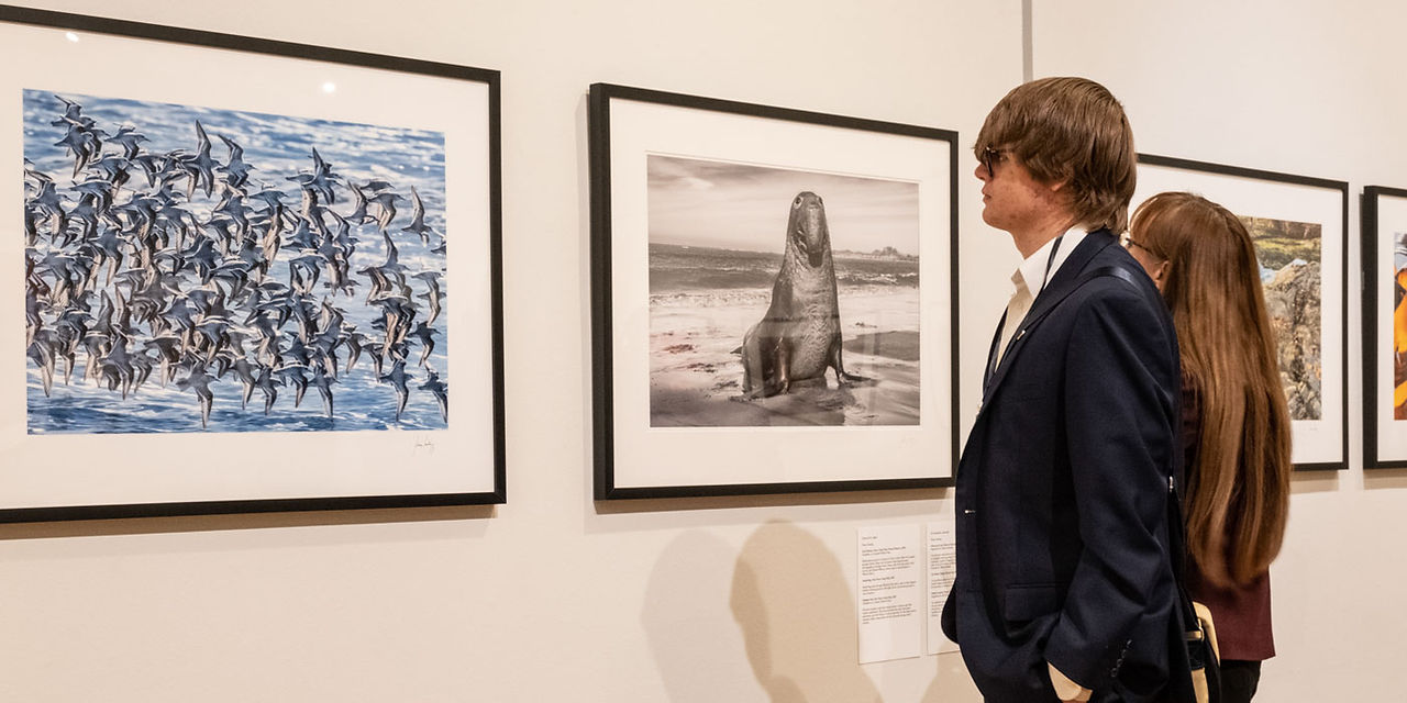 Bay Photo and Frans Lanting - Bay of LIfe