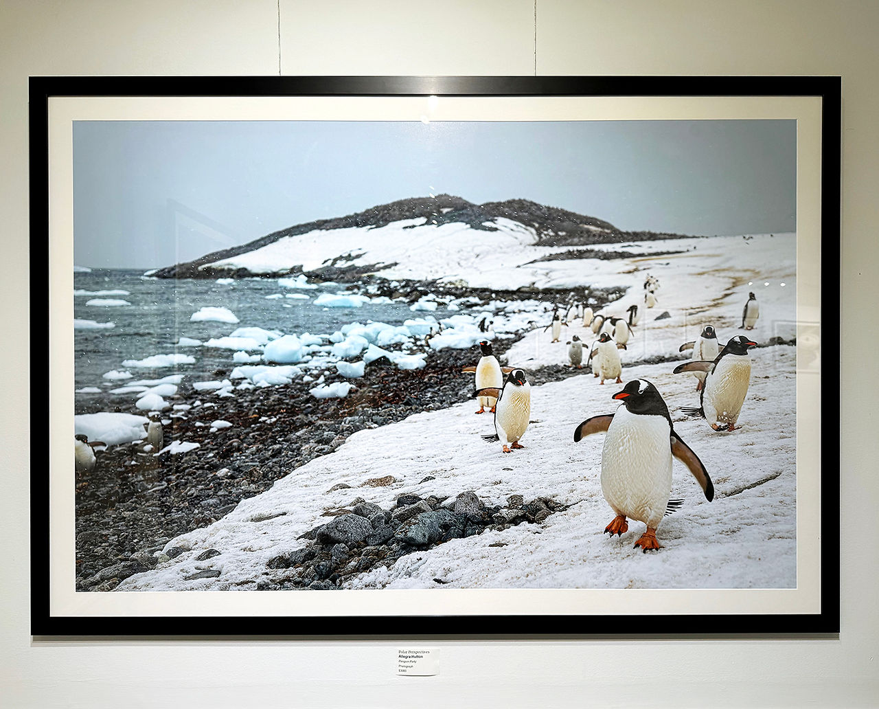 Penguin Party - Allegra Hutton - Framed Print by Bay Photo