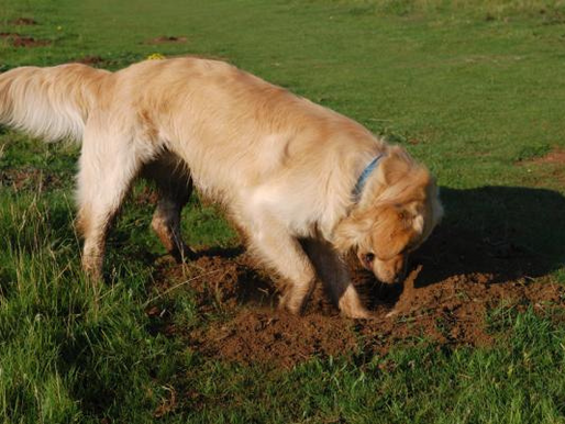 Perro cavando
