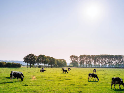 ¿Las vacas pueden nadar?