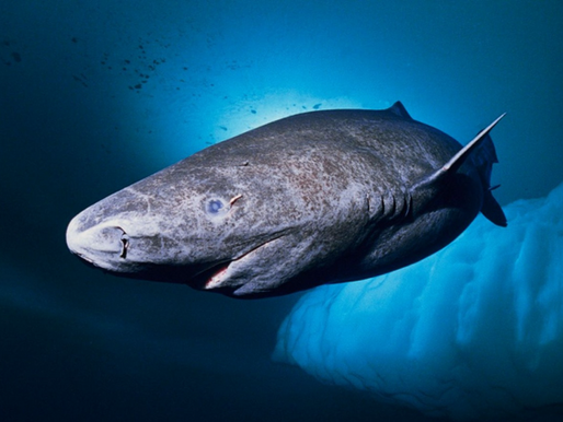 Tiburón nacido en 1515 es el animal más viejo del mundo