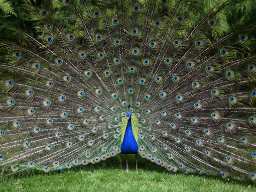 ¿El pavo real puede volar?