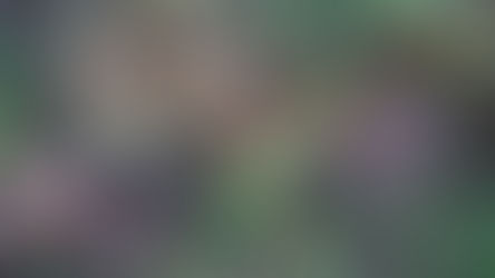 Volunteers uncover Giant Puffballs at Hilton Business Park Pond