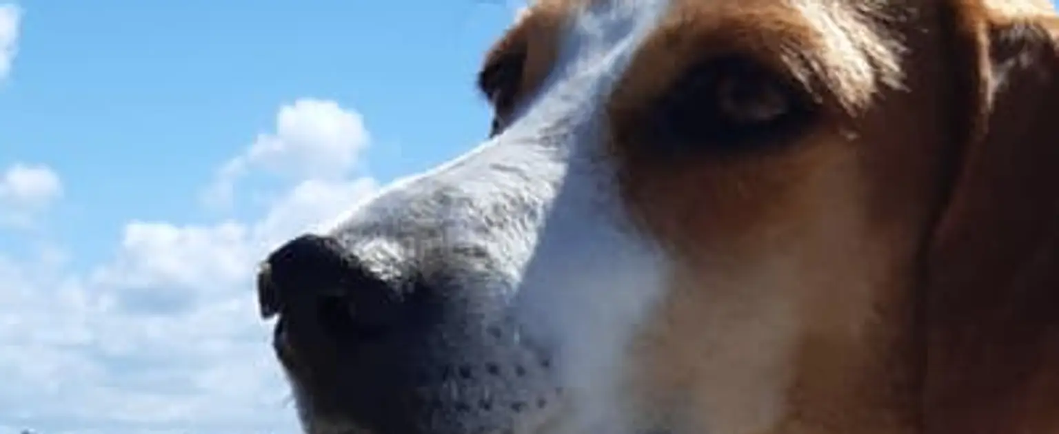 3 pet shops em Morro de São Paulo para cuidar do seu pet