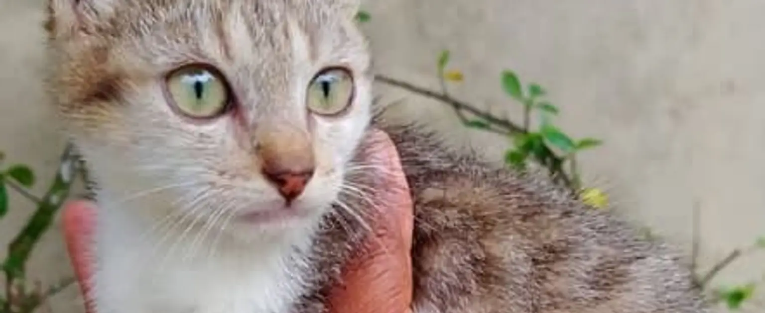 Amparo Morro precisa de ajuda: mais de 100 bichos aguardam adoção