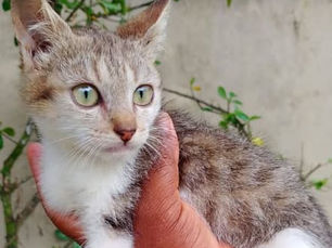 gatinho para adoção na Amparo Morro