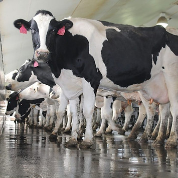dairy-cows-holstein-milk.jpeg