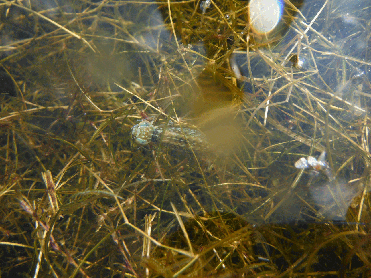 DSCF1652.gif