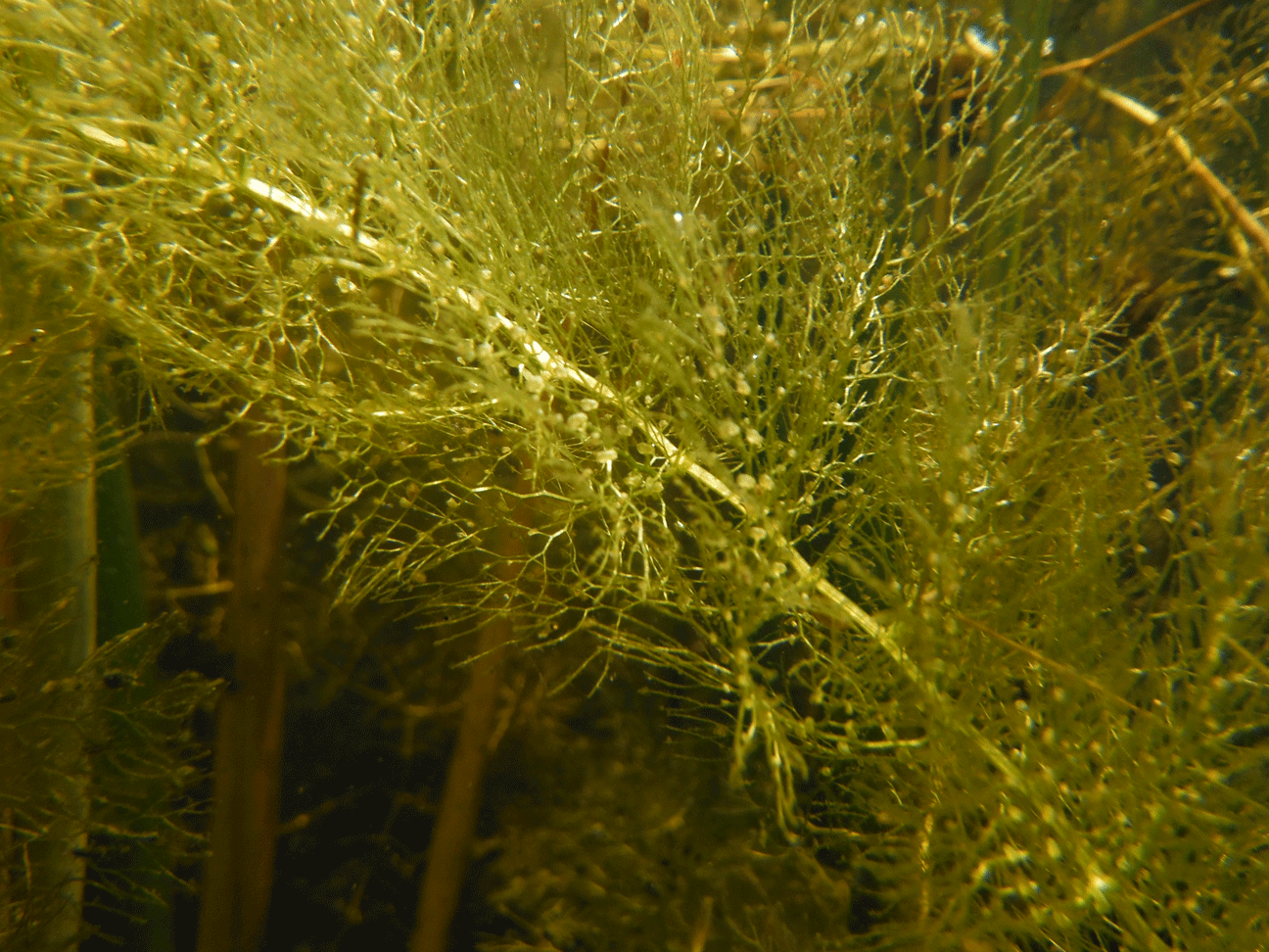 DSCF1667.gif