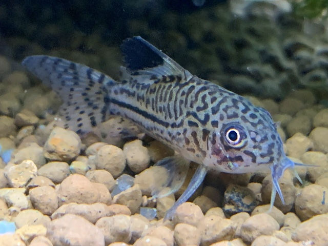 コリドラスについて