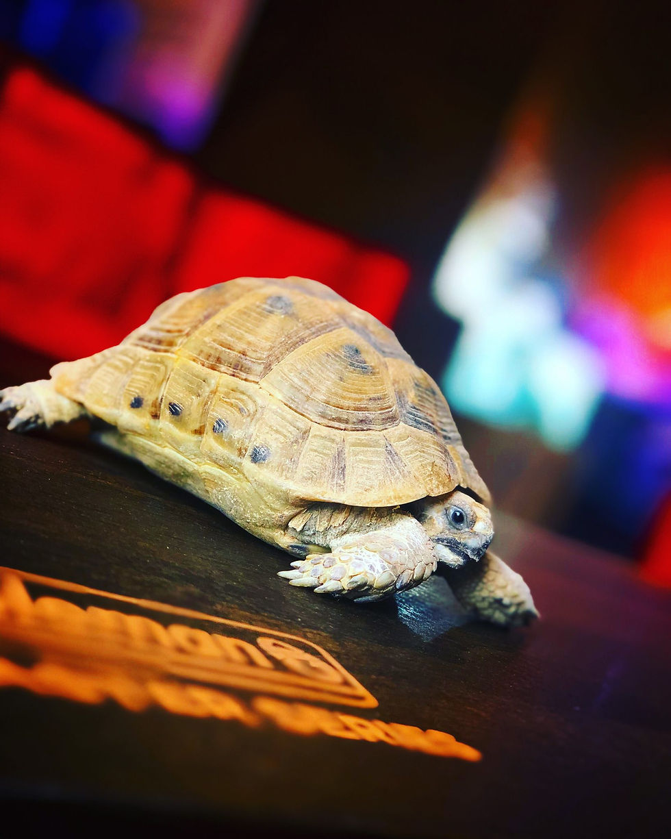 ギリシャリクガメについて