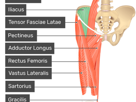 The Hip Flexors you Didn't know about