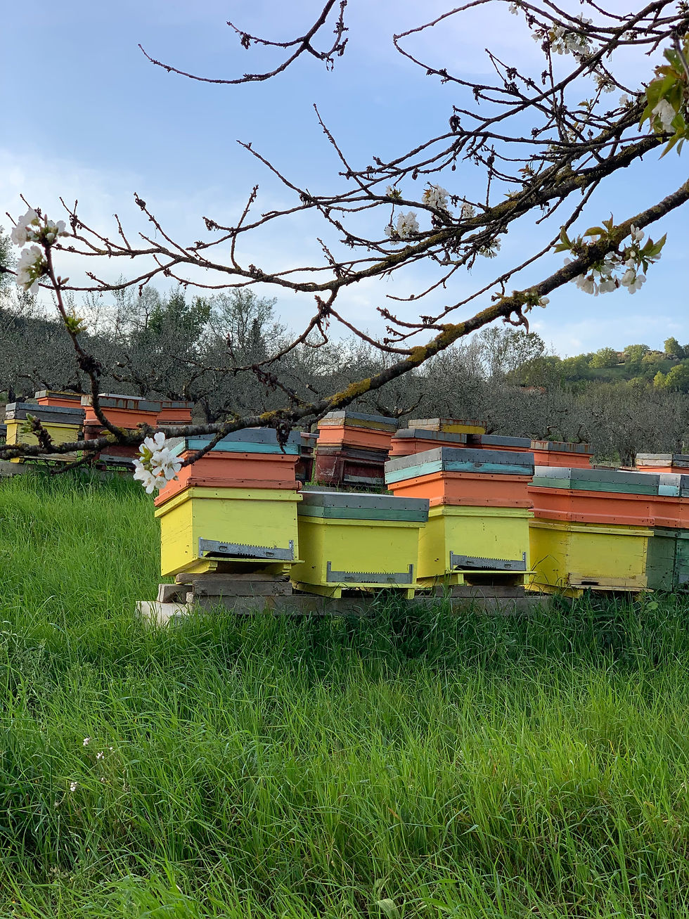 Non mancate all'appuntamento con i prodotti della casa di nanni  raccolto 2024 