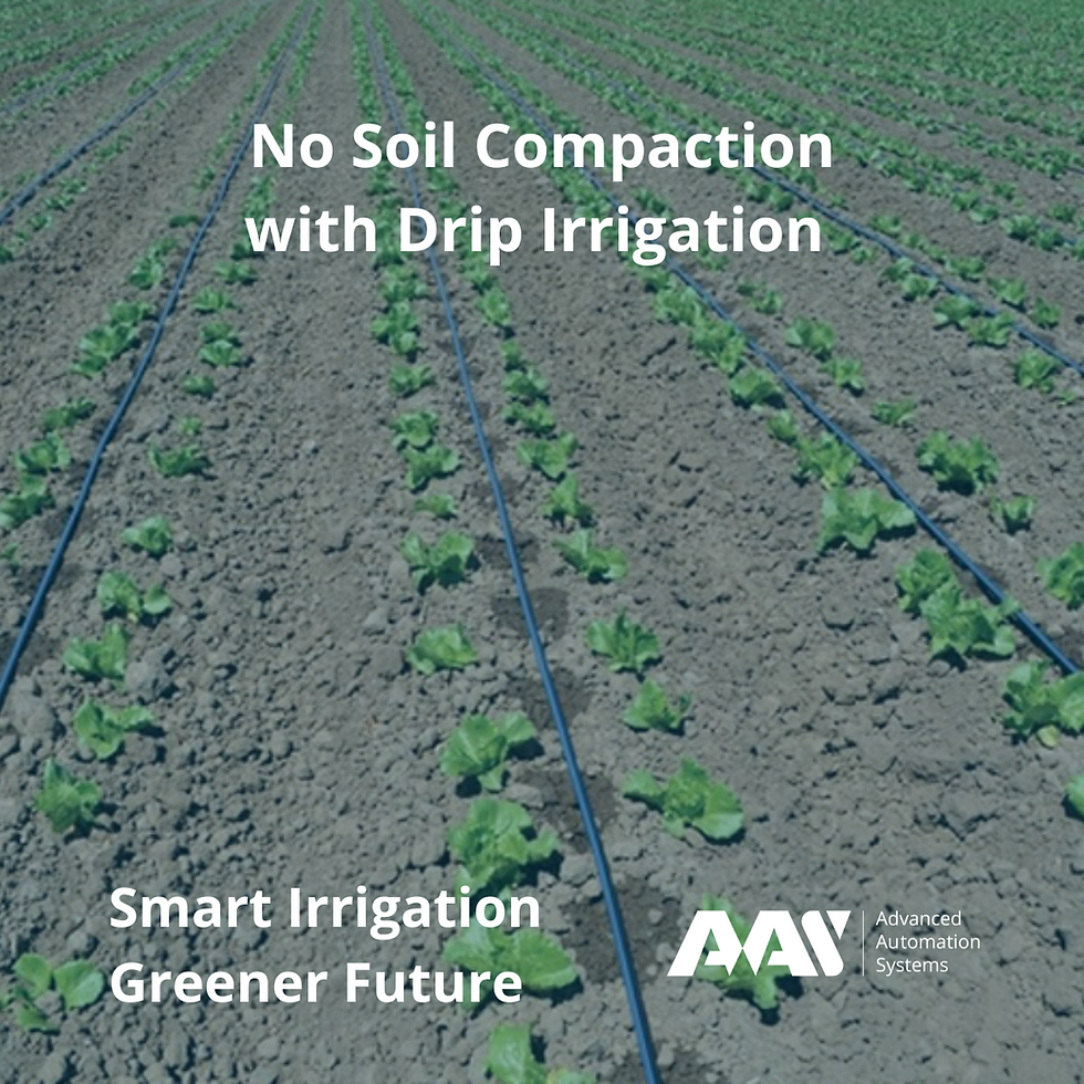 No Soil Compaction with Drip Irrigation