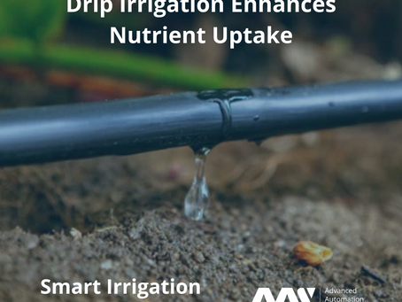 Drip Irrigation Enhances Nutrient Uptake