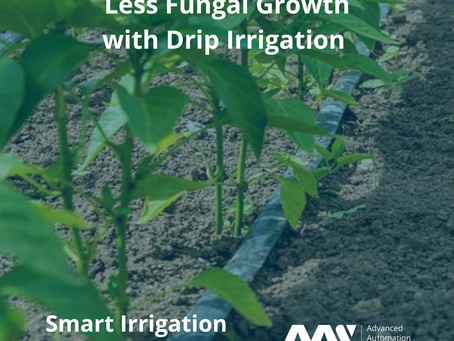 Less Fungal Growth with Drip Irrigation