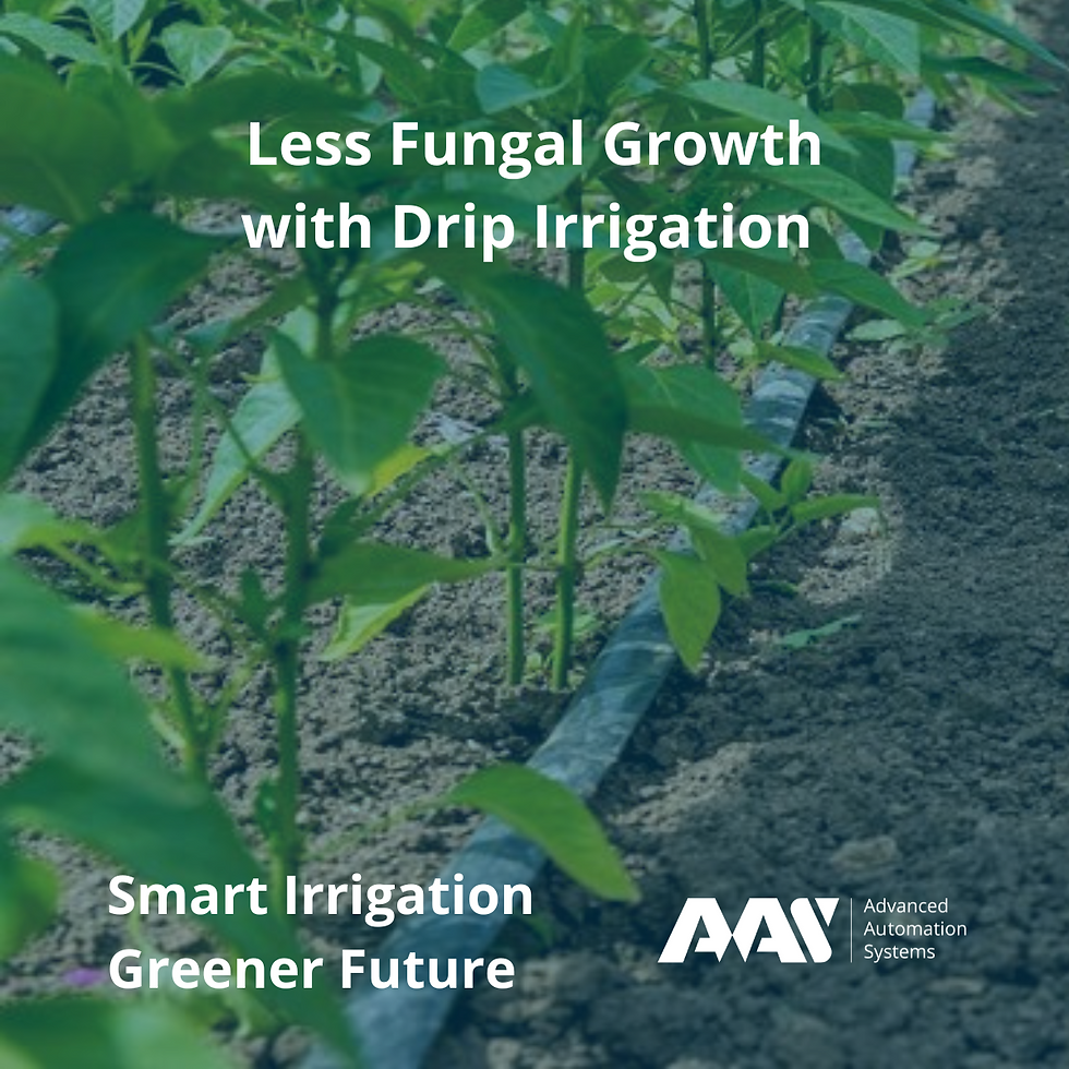 Less Fungal Growth with Drip Irrigation