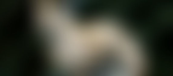 O BRANCO NA BANDEIRA DE JAGUATIRICA