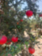 WhatsApp Image 2025-09-28 at 10.44.38 (1).jpeg