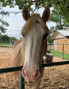 Horse image
