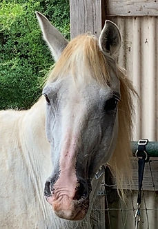 Horse image