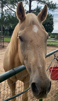 Horse image