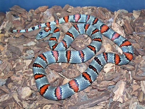Durango Mountain Kingsnake (L. greeri)