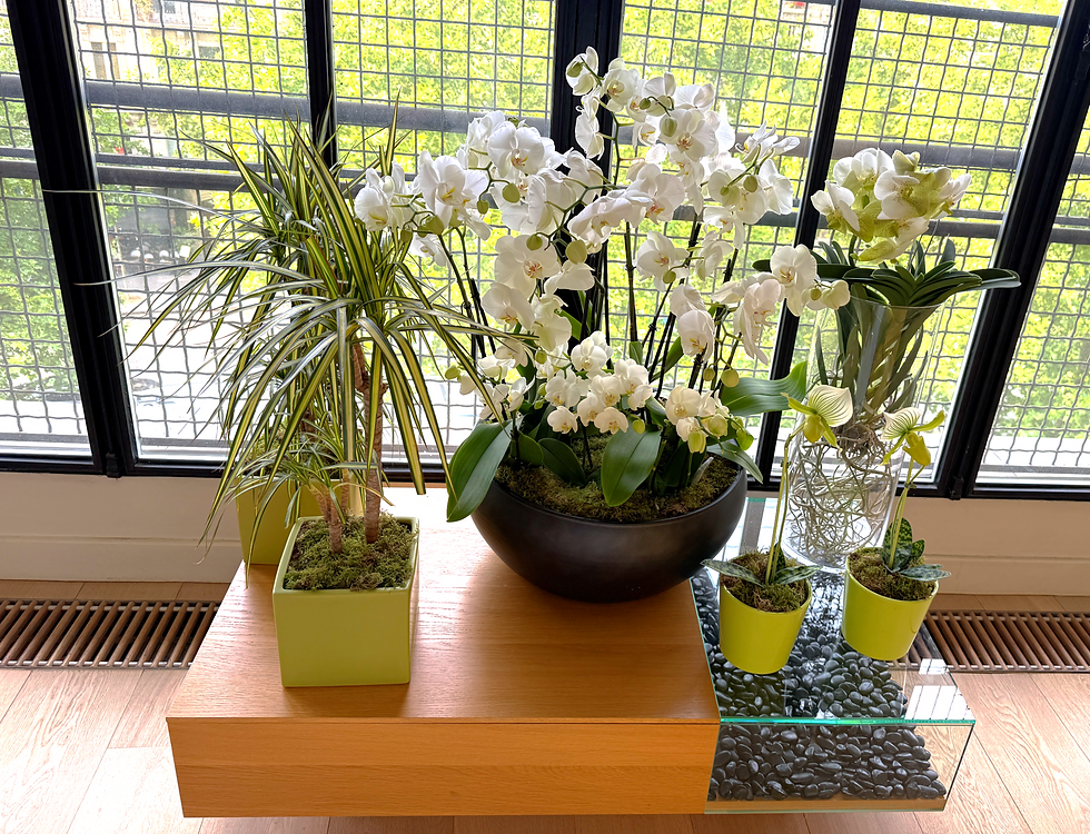 A Paris apartment windowsill tablescape featuring lush white orchids, vibrant green potted plants, and a modern wooden and glass coffee table, with a view of classic Haussmann-style buildings through tall paned windows.
