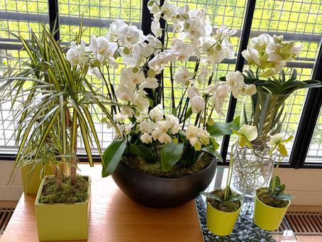 A Paris apartment windowsill tablescape featuring lush white orchids, vibrant green potted plants, and a modern wooden and glass coffee table, with a view of classic Haussmann-style buildings through tall paned windows.
