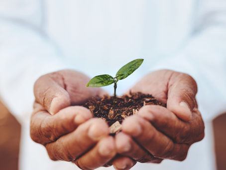 Regenerative Health & Wellbeing. Remembering the wisdom of your body.