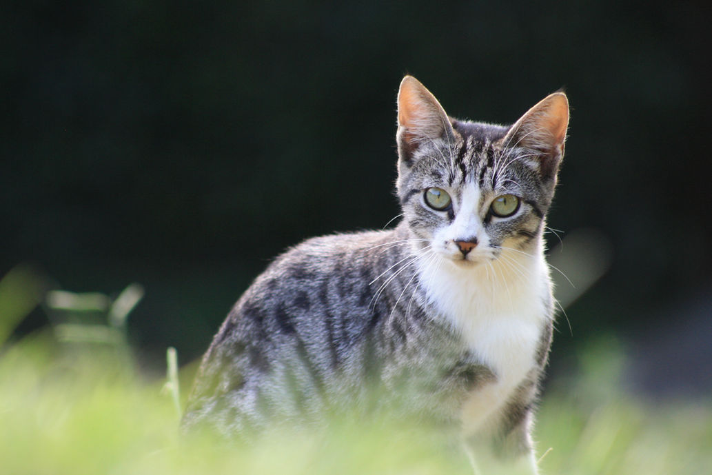 Cat in cat sanctuary