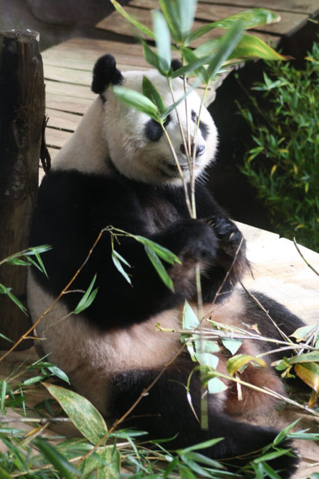 Panda eating
