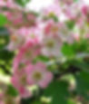 crataegi folium cum flore