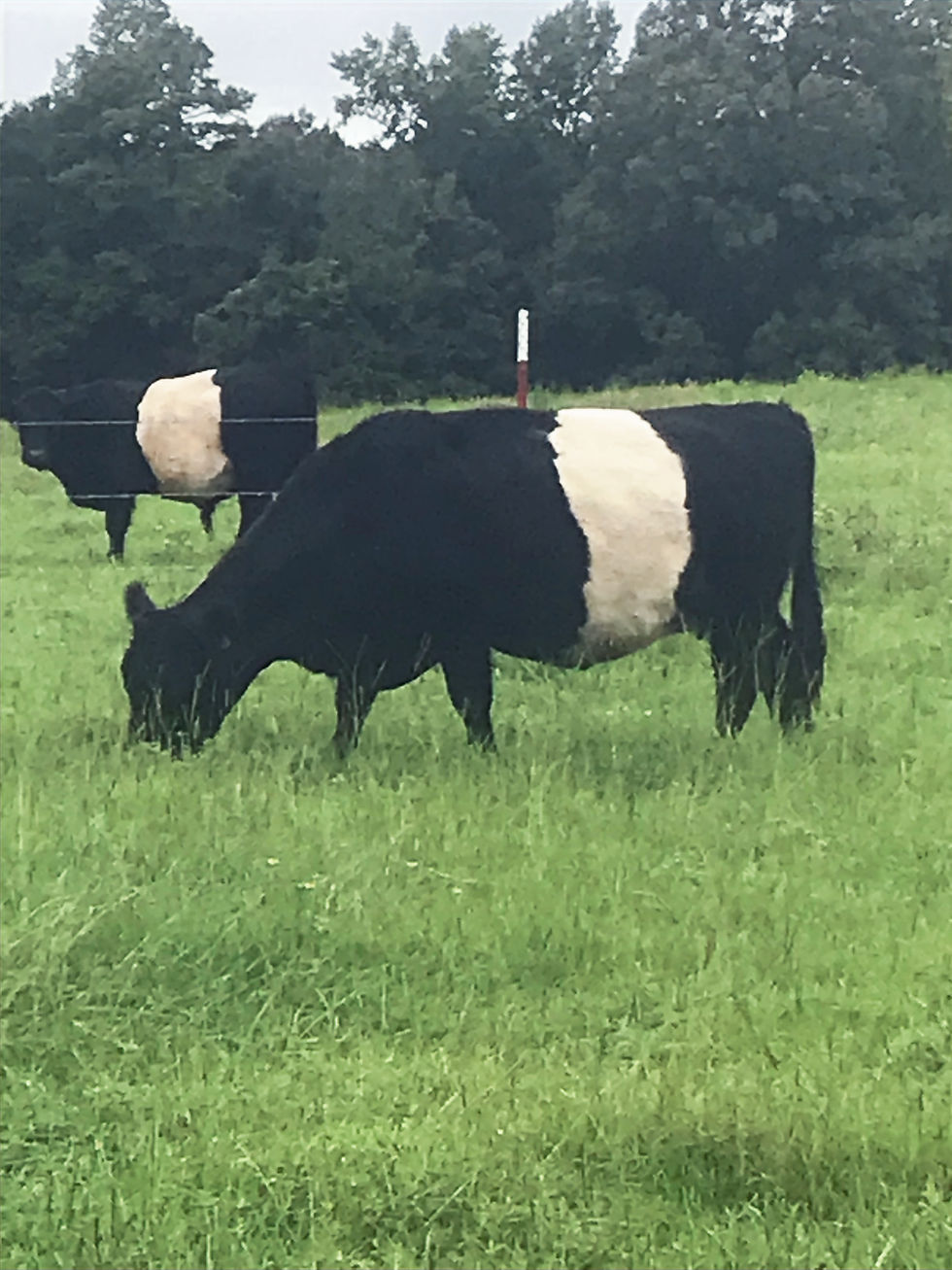 Exploring the Versatility and Benefits of Belted Galloway Cattle