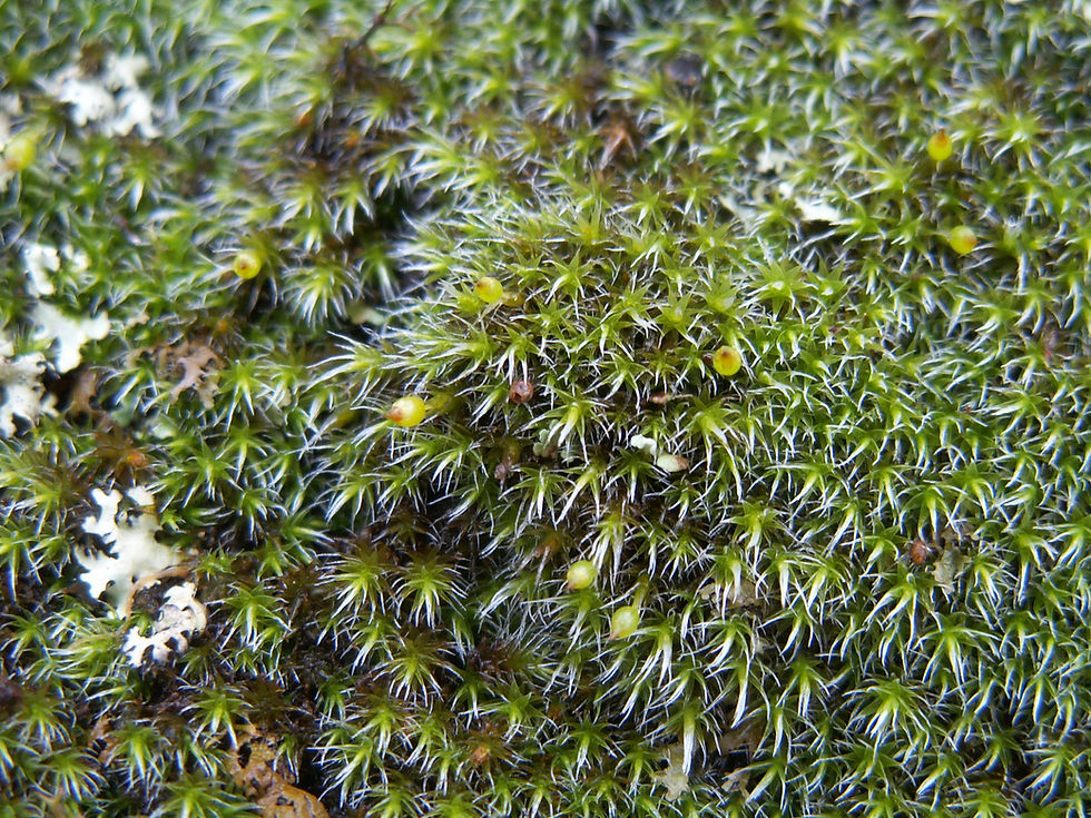 Moss, tiny, grey-green, on hill, home, 16.7.14 silvery ends, A Hughes_StAFNC