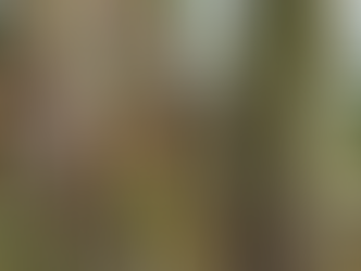 Round the Traps 2024