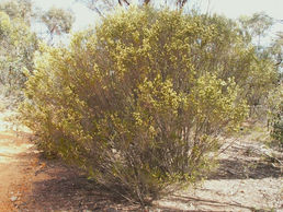 No- it's not a Wattle.