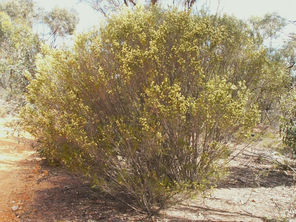 No- it's not a Wattle.