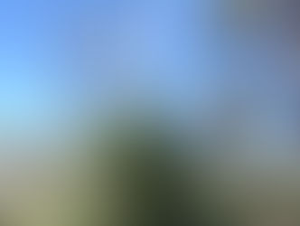 Grey Grass Tree - View Point