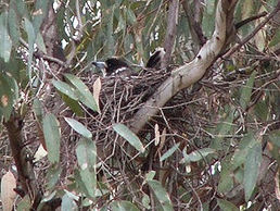 Nesting Time Again