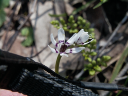 Carapooee West, Vic - Mid Winter