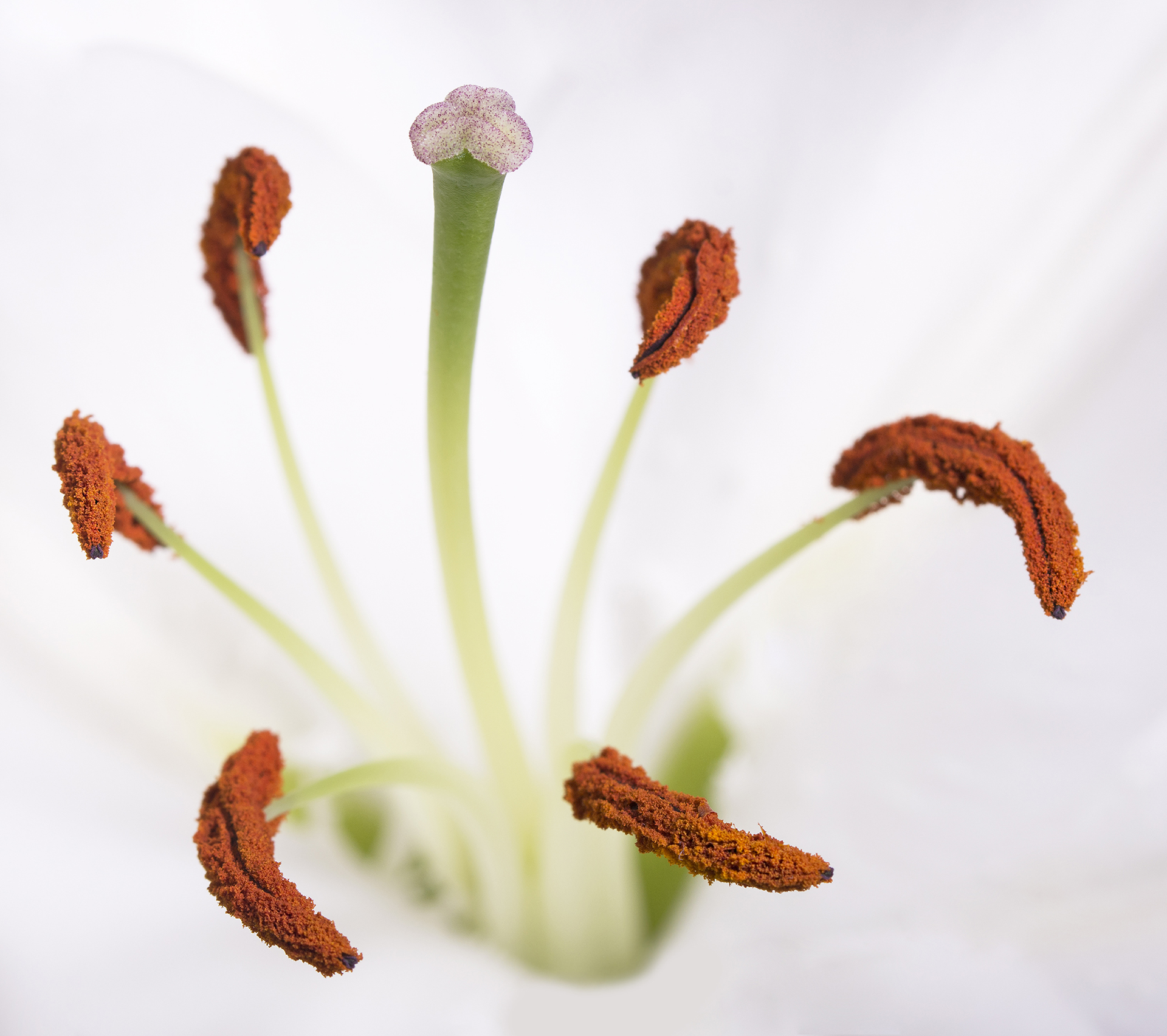 Lily