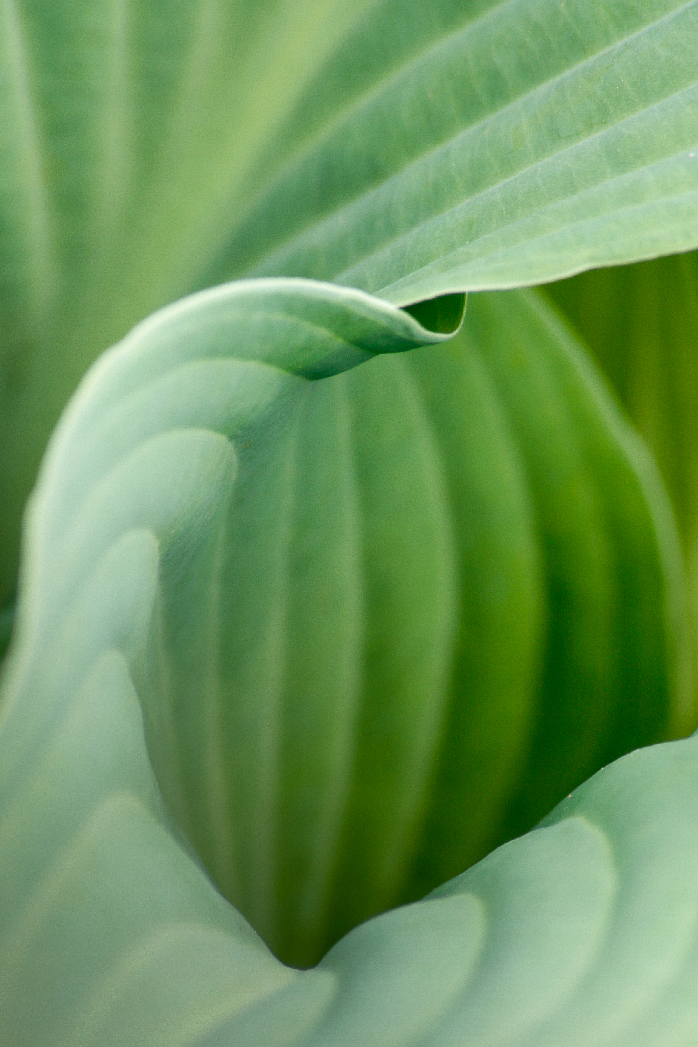 Green Lines