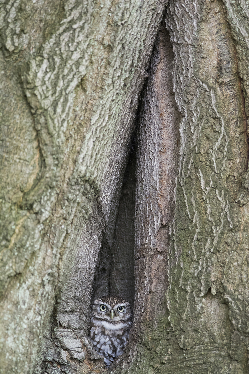 Camouflage