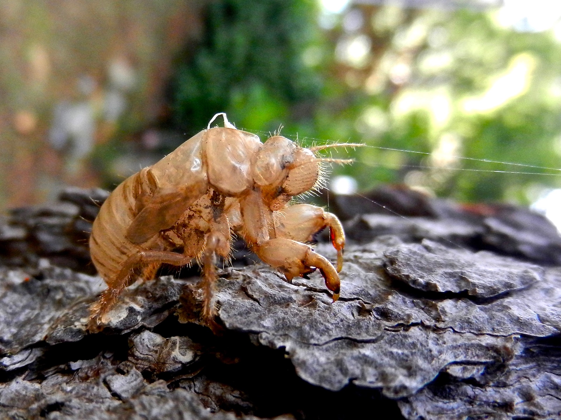 Desiccated
